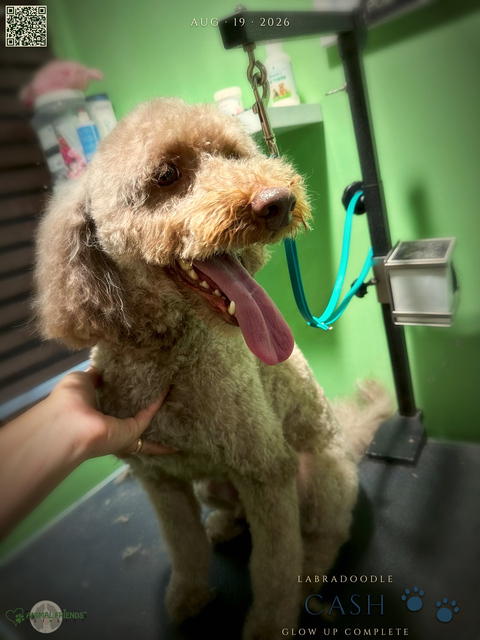 Cash - Grooming at Animal Friends Pet Care