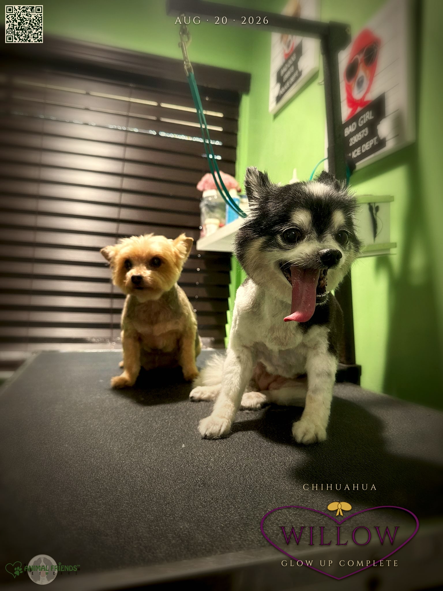 Willow - Grooming at Animal Friends Pet Care