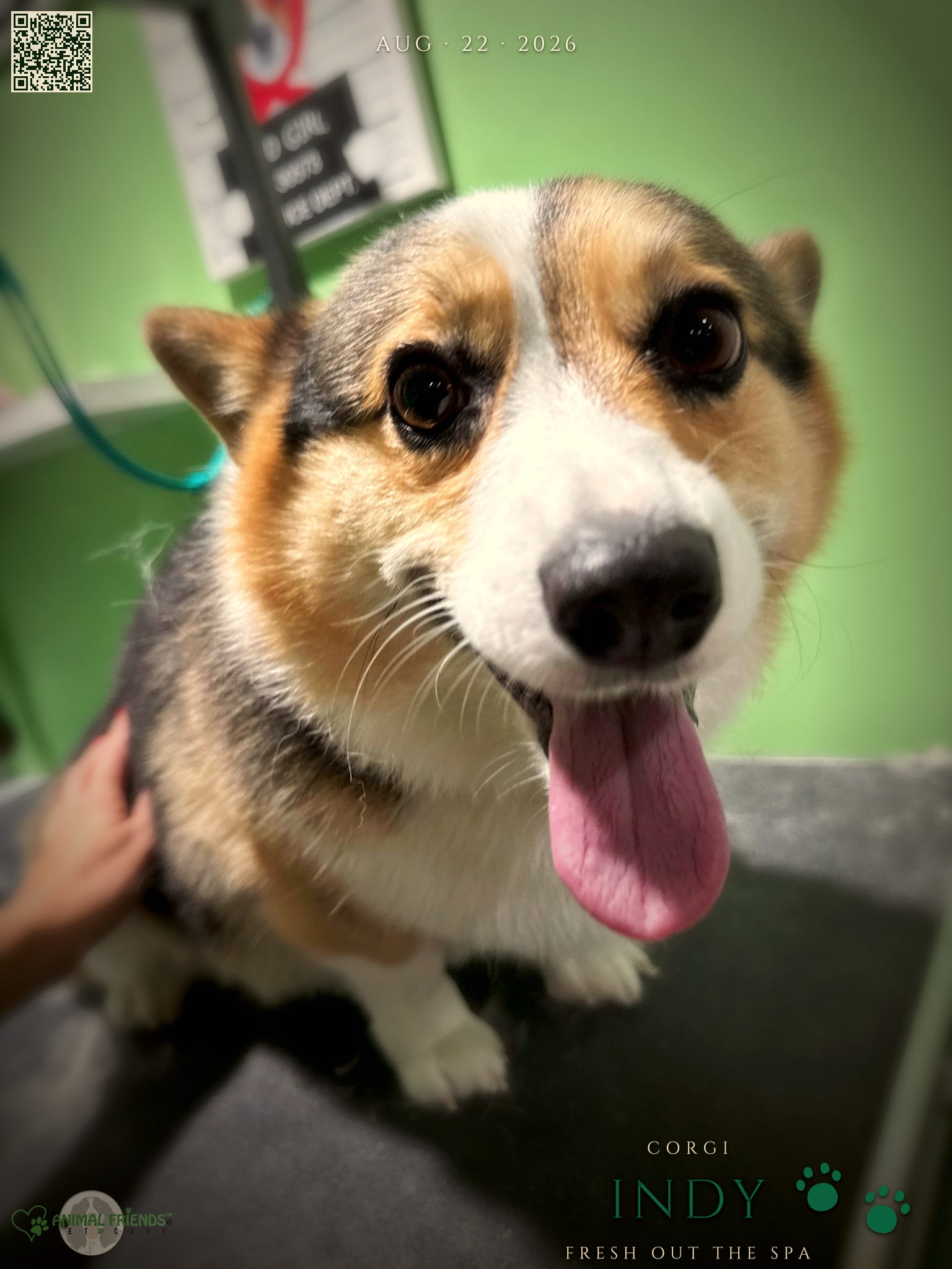 Indy - Grooming at Animal Friends Pet Care