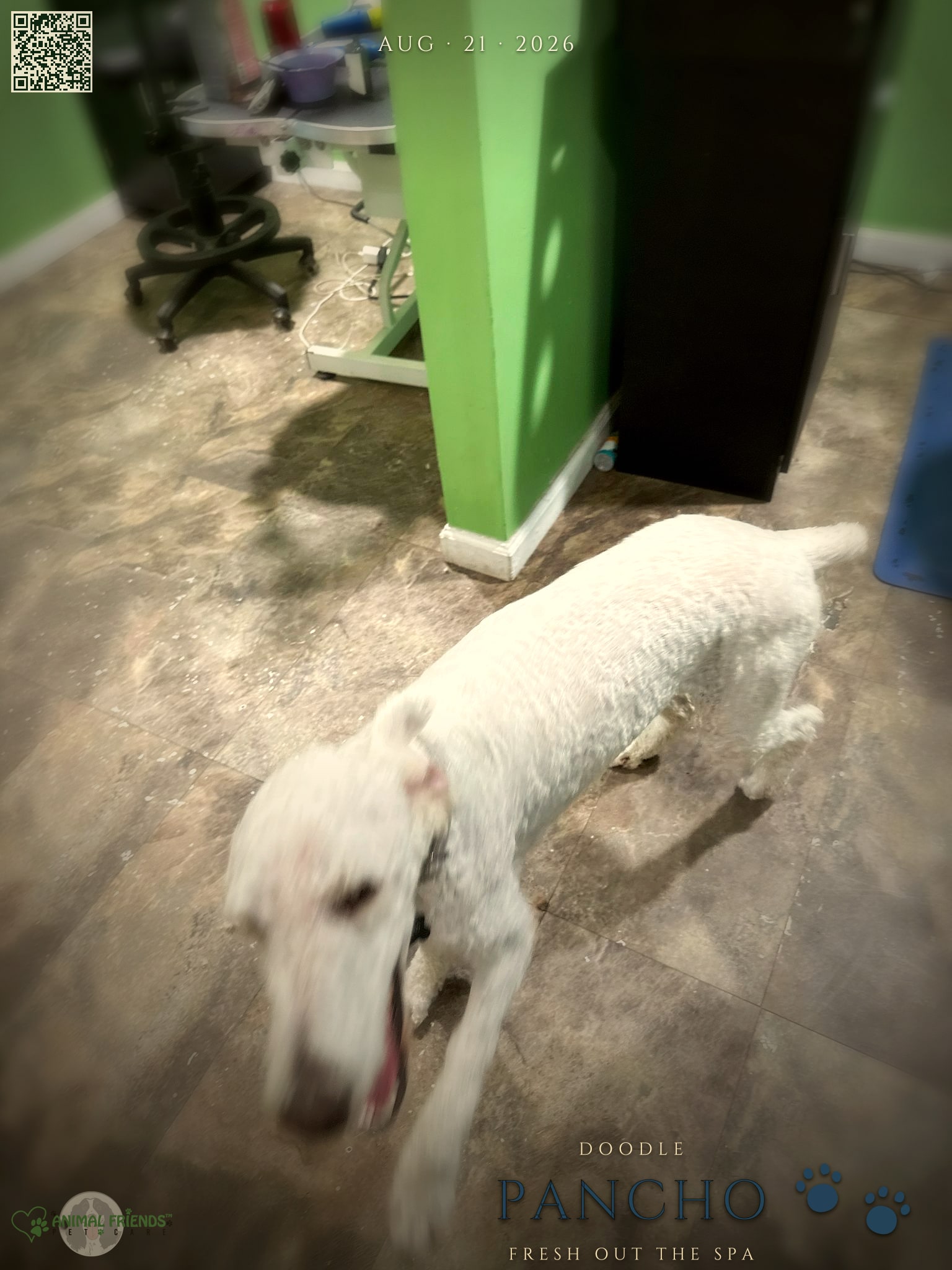 Pancho - Grooming at Animal Friends Pet Care