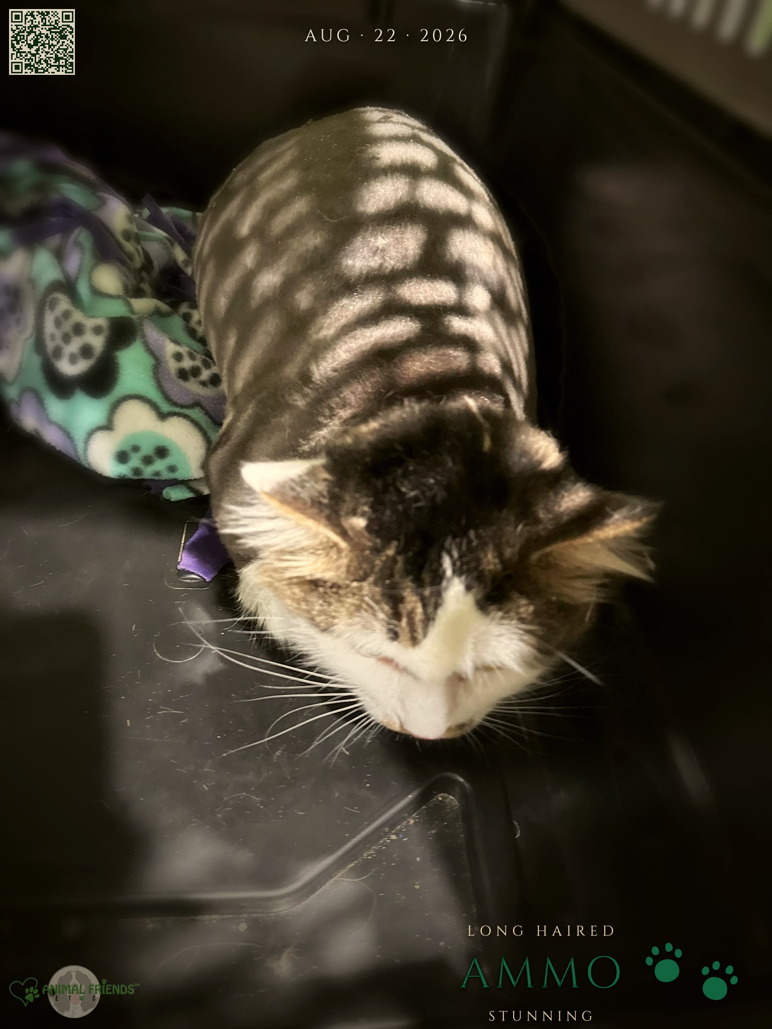 Ammo - Grooming at Animal Friends Pet Care