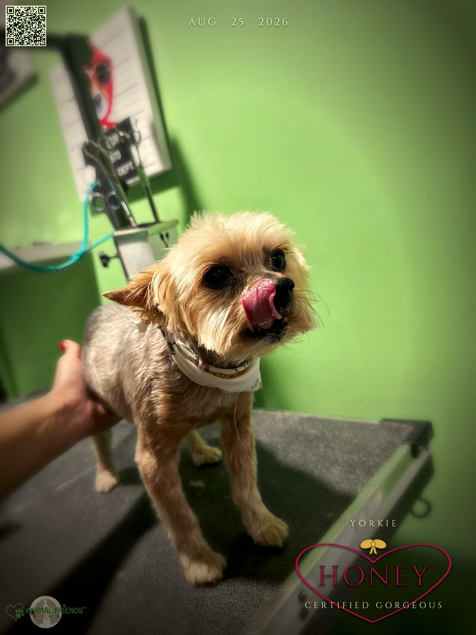 Honey - Grooming at Animal Friends Pet Care