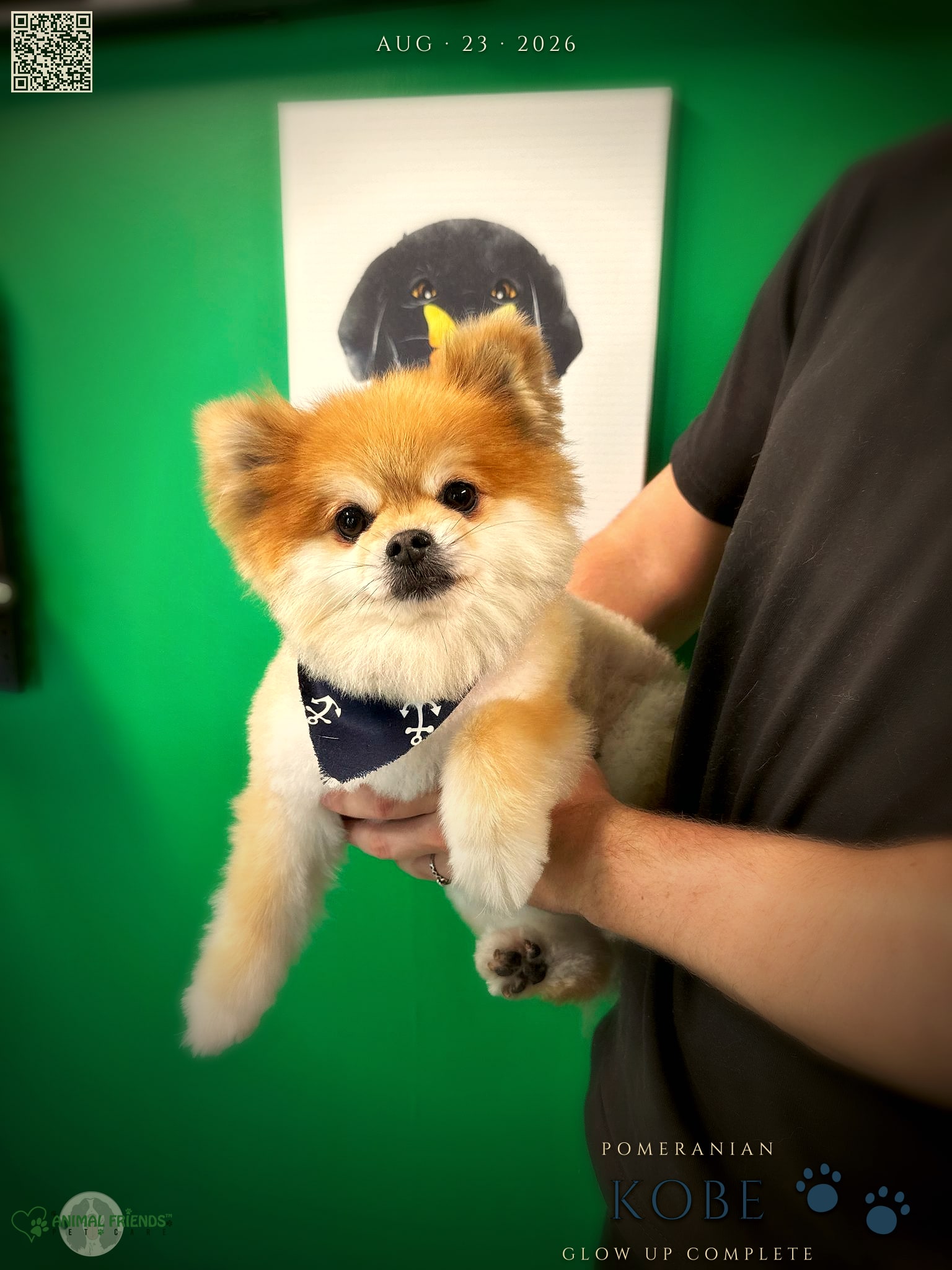 Kobe - Grooming at Animal Friends Pet Care