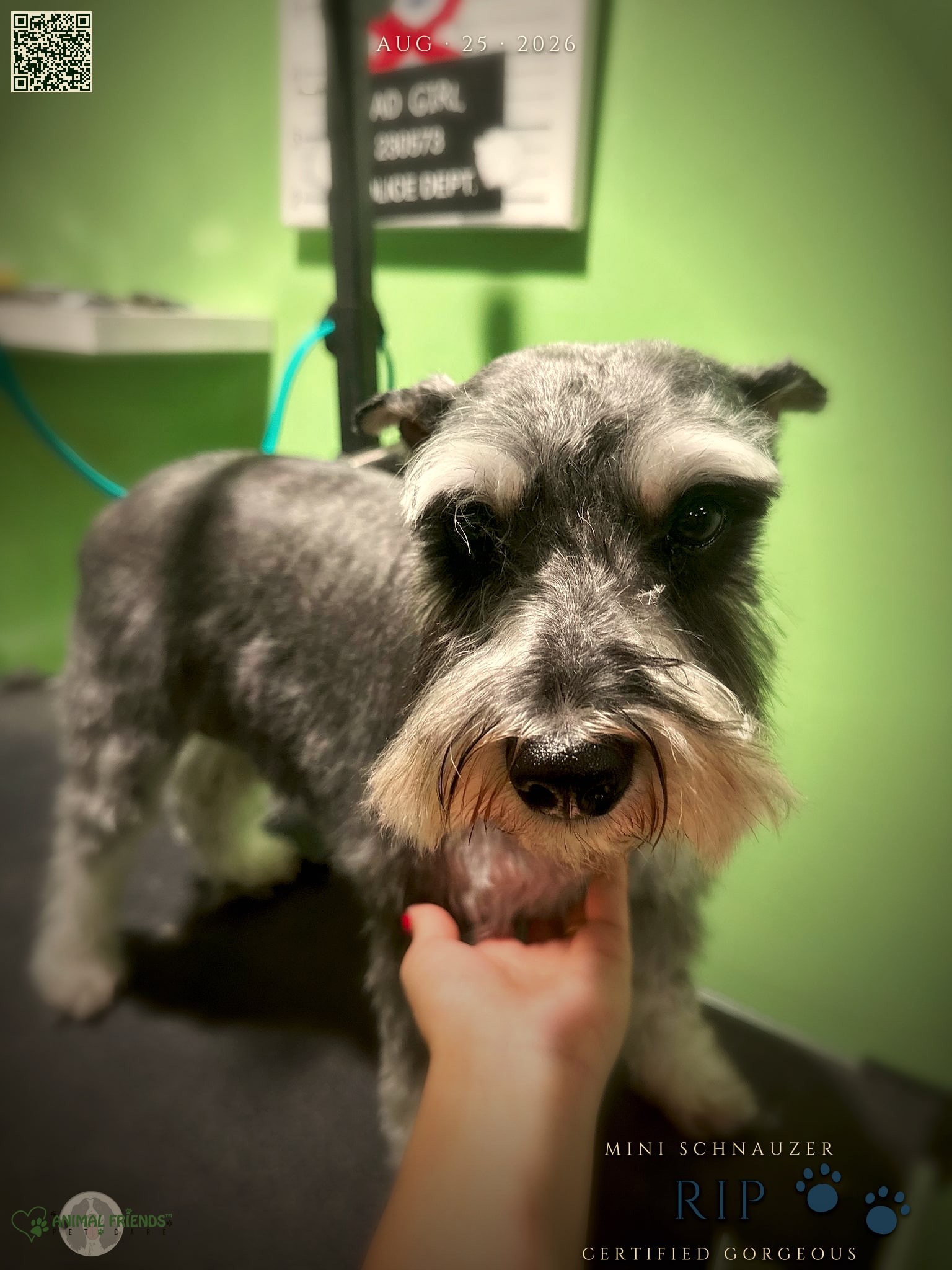 Rip - Grooming at Animal Friends Pet Care