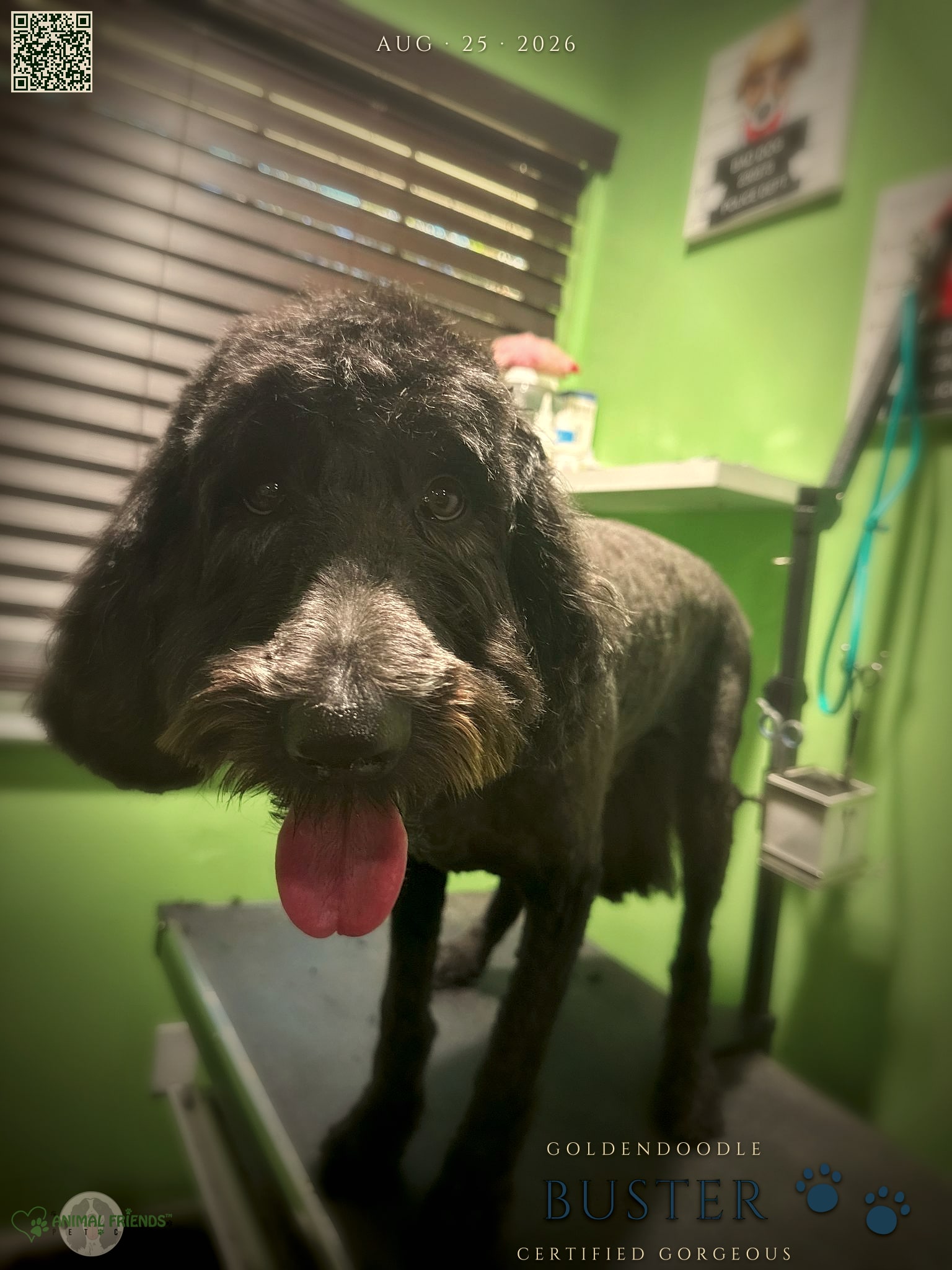 Buster - Grooming at Animal Friends Pet Care