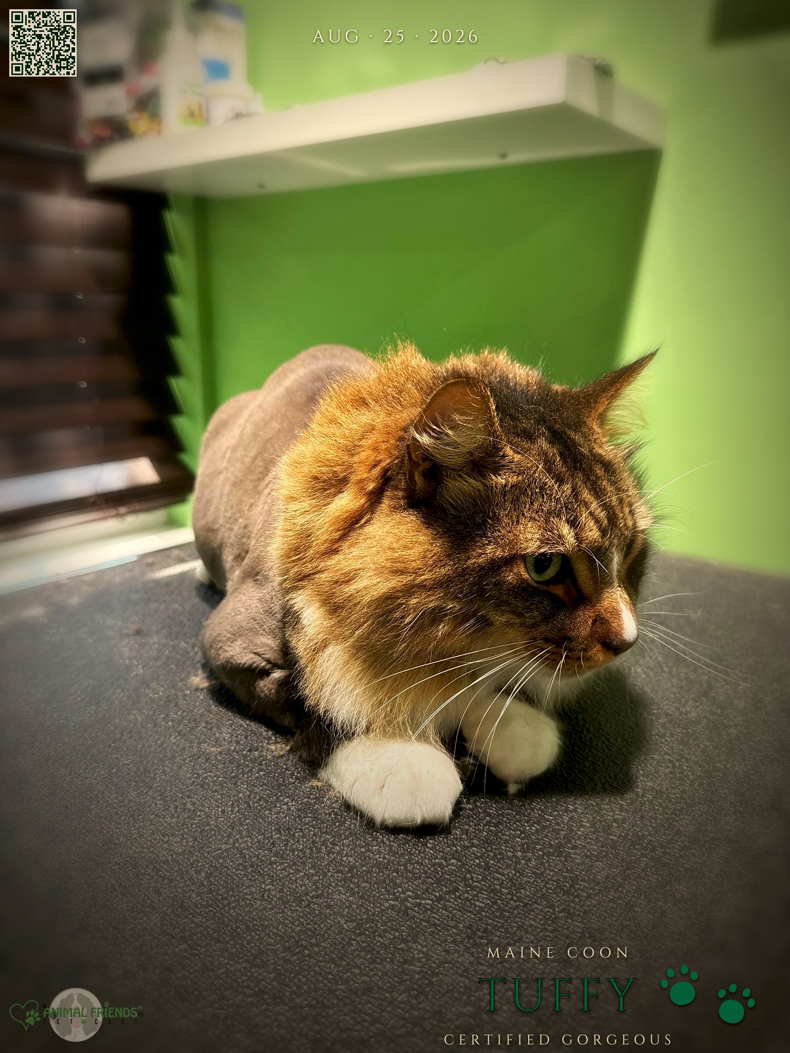 Tuffy - Grooming at Animal Friends Pet Care