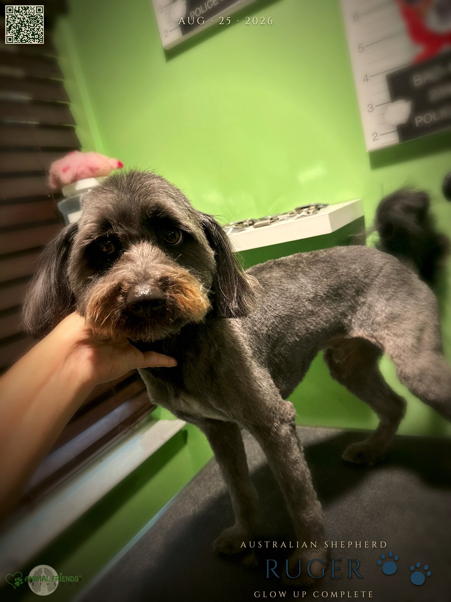 Ruger - Grooming at Animal Friends Pet Care
