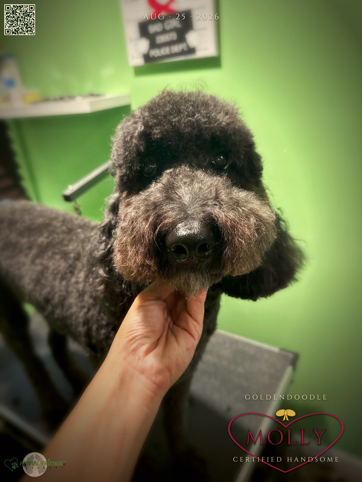 Molly - Grooming at Animal Friends Pet Care