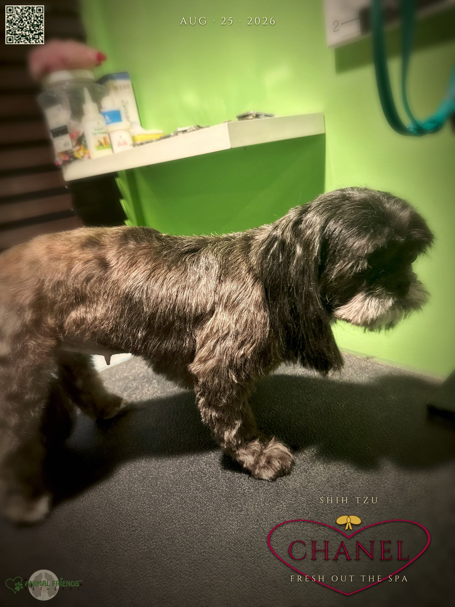 Chanel - Grooming at Animal Friends Pet Care