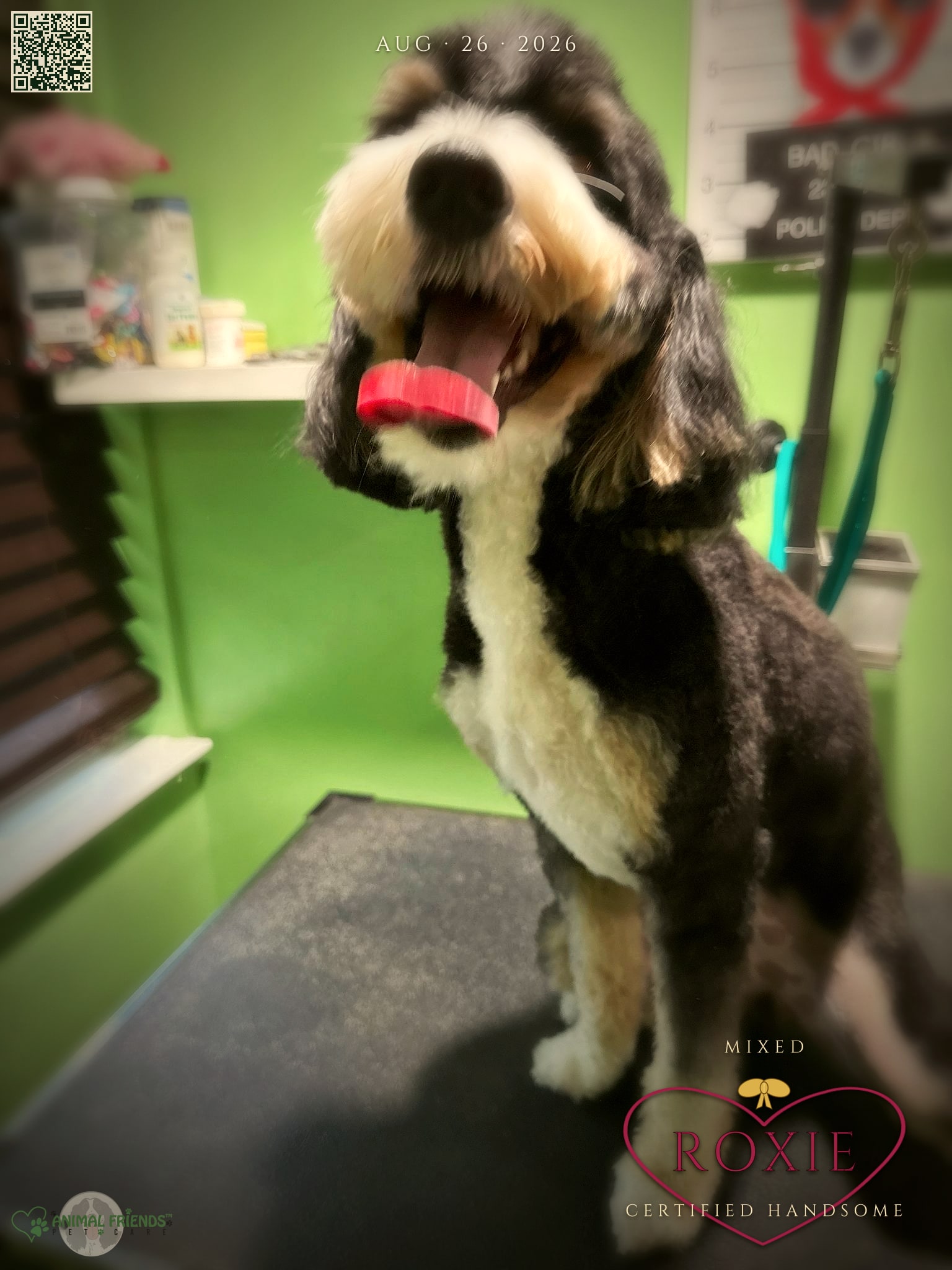 Roxie - Grooming at Animal Friends Pet Care