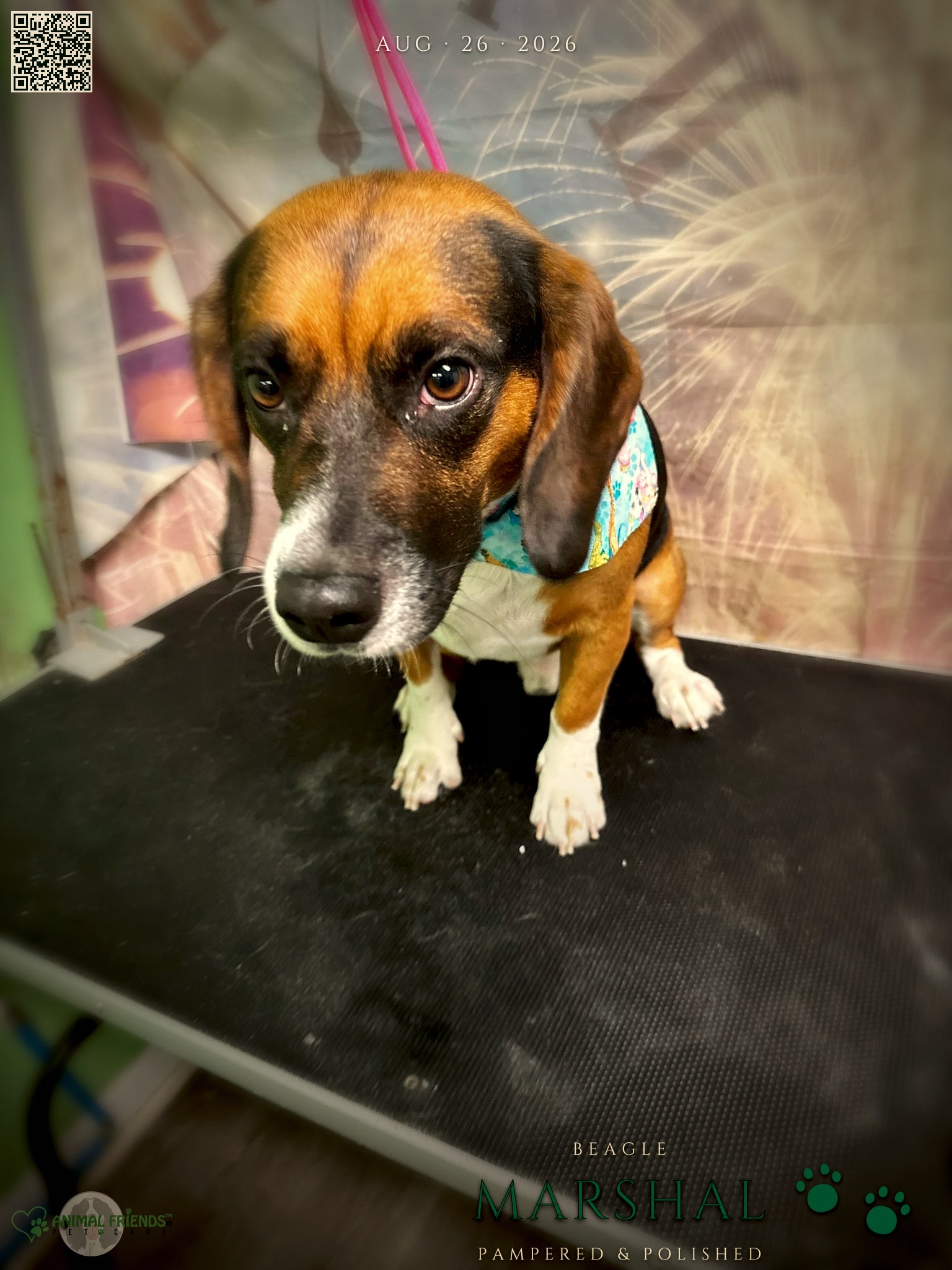 Marshal - Grooming at Animal Friends Pet Care