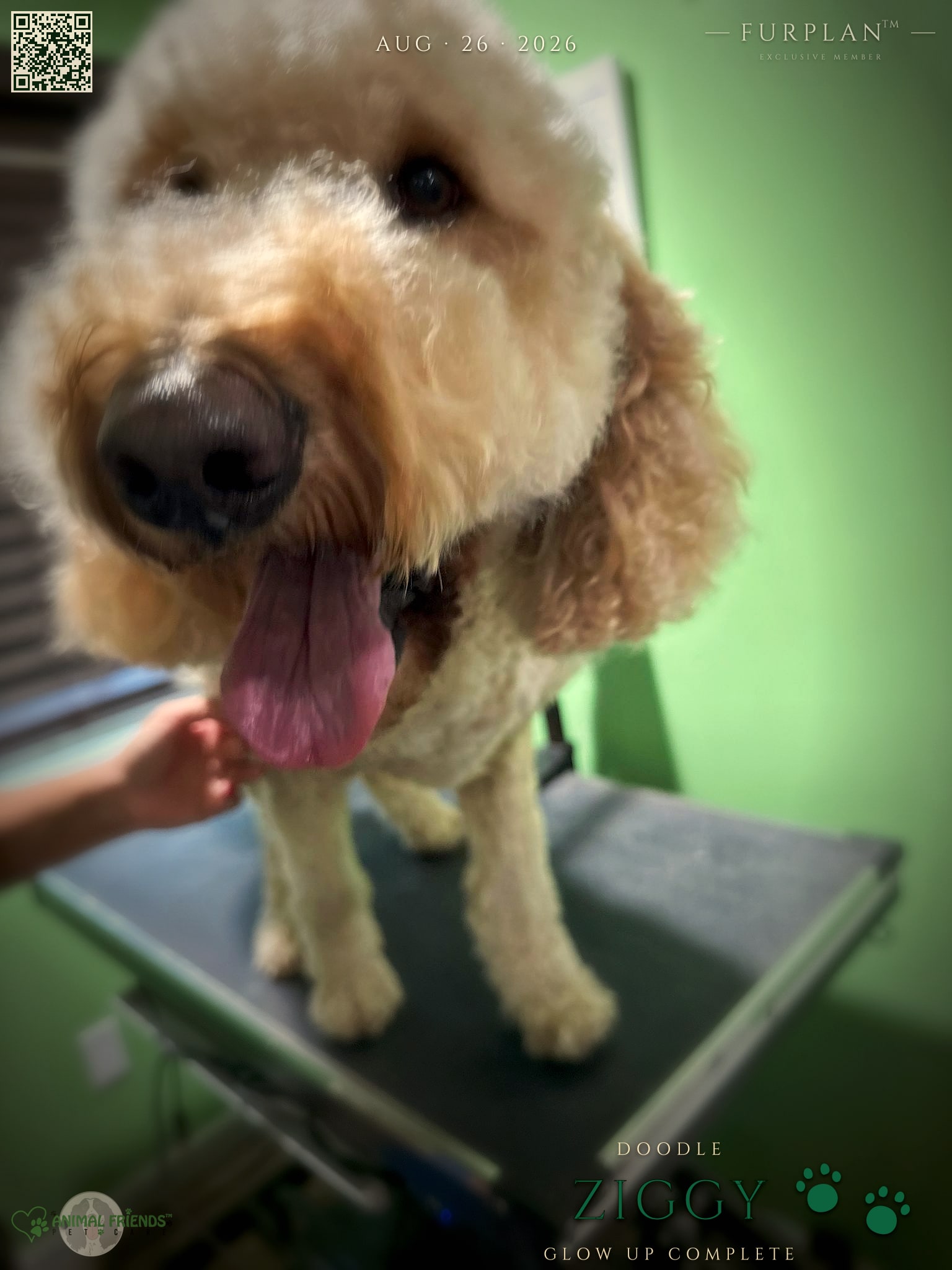 Ziggy - Grooming at Animal Friends Pet Care