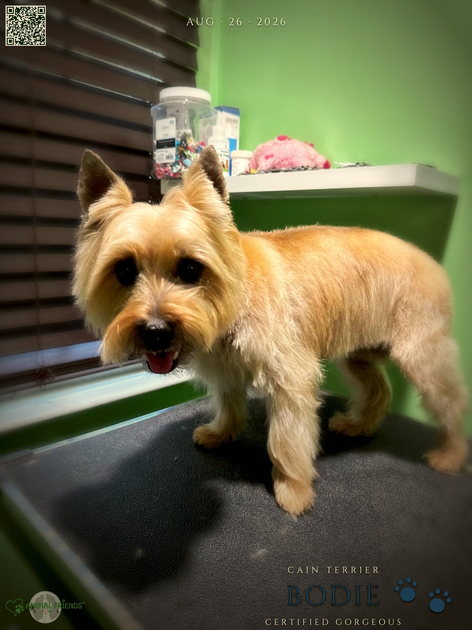 Bodie - Grooming at Animal Friends Pet Care