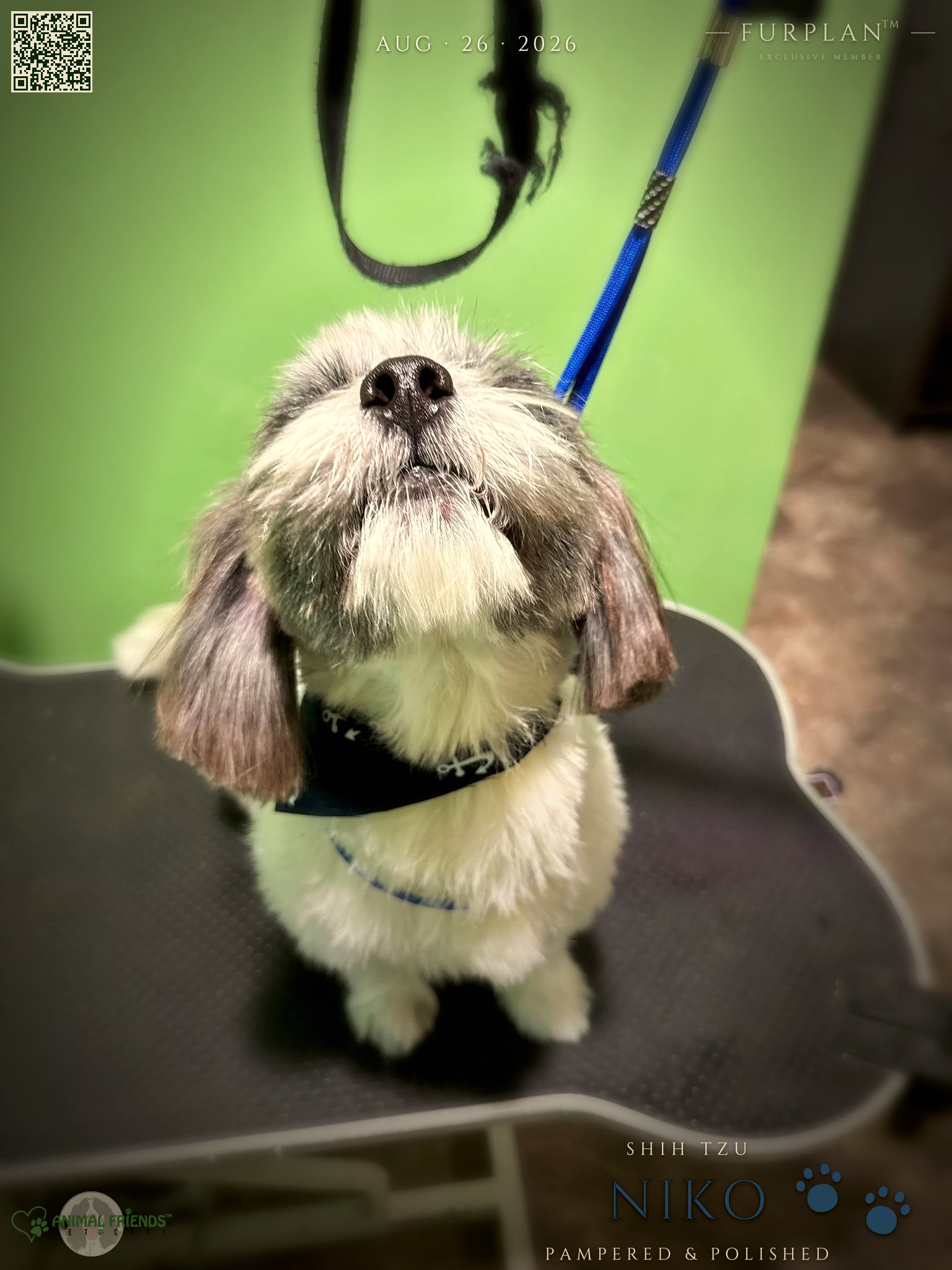 Niko - Grooming at Animal Friends Pet Care