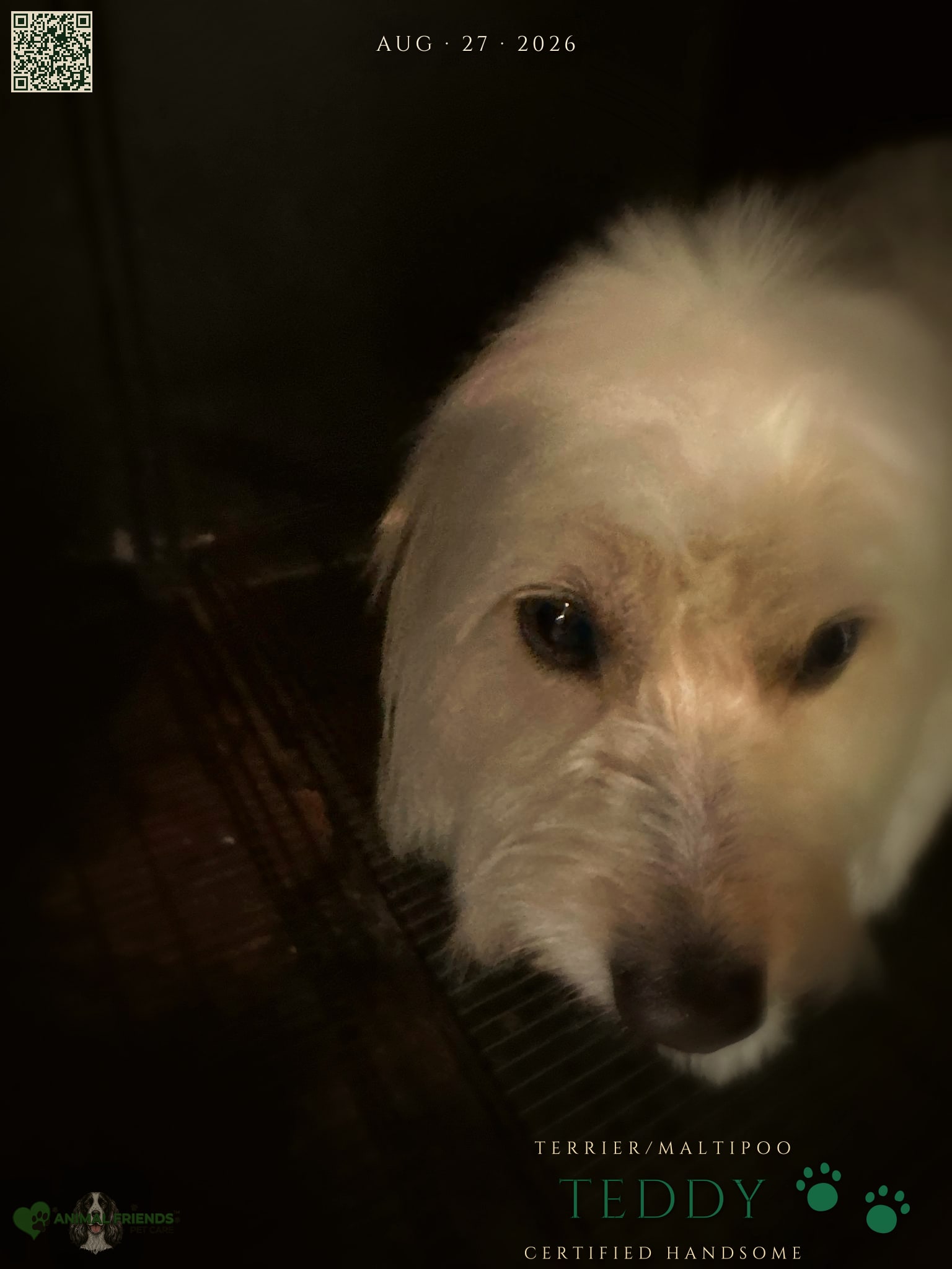 Teddy - Grooming at Animal Friends Pet Care