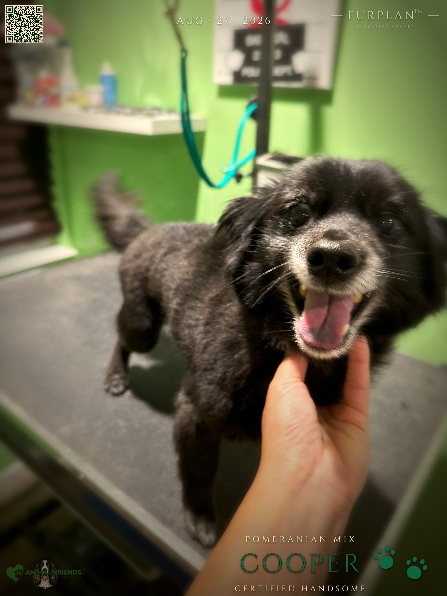 Cooper - Grooming at Animal Friends Pet Care